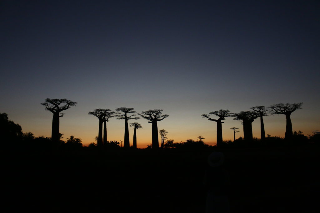 Baobab And Lemurs Discovery - Madagascar Travel Tour